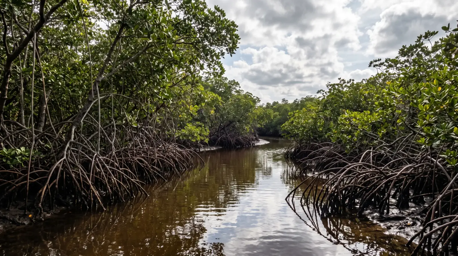Guided Tours: Outfitter-led guided outings: wildlife, sunset, and multi-day paddling tours with a guide.